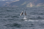 Hugh Leslie Dolphin and Albatros